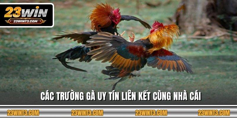 Các trường gà uy tín liên kết cùng nhà cái